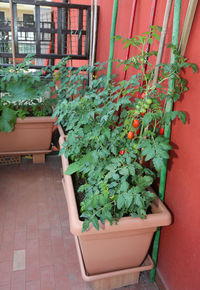 Potted plants against wall