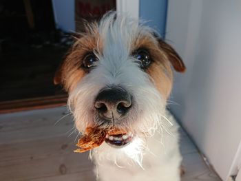 Close-up portrait of dog at home