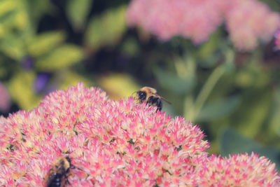 Close-up of bee on pink flower