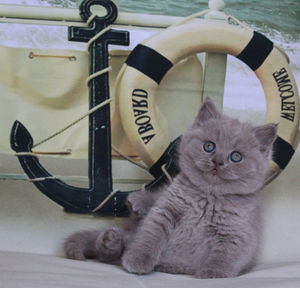 Close-up portrait of cat