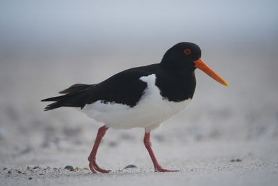 Close-up of bird on beach