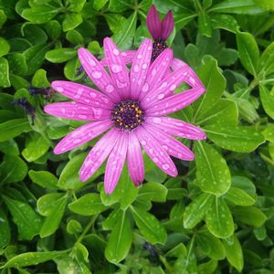 Close-up of flowers blooming outdoors