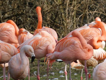 View of birds on field