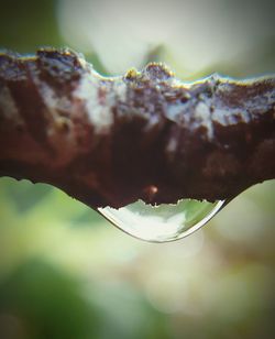 Close-up of water drops on plant