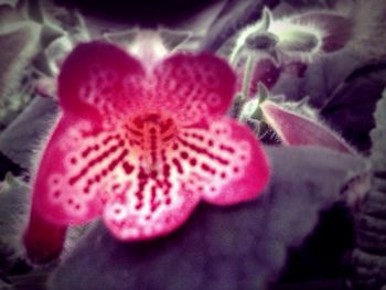 Close-up of pink flowers