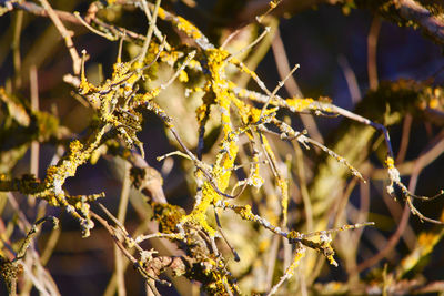 Close-up of flowering plants on branch