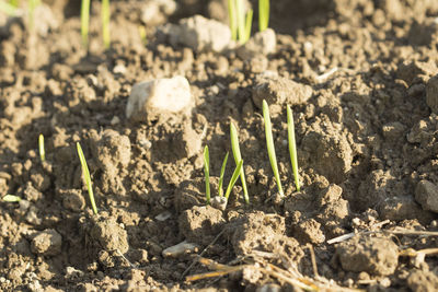 Close-up of plants growing on field