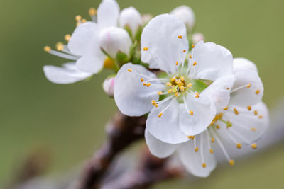 Close-up of white cherry blossoms