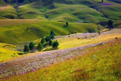 Scenic view of rural landscape