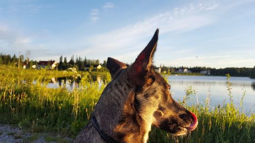Dog looking at lake