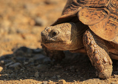 Leopard tortoise in the nature 