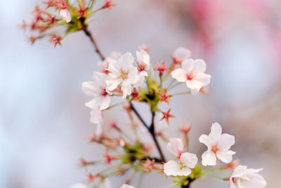 Close-up of pink cherry blossoms