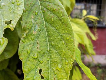 Close-up of wet leaves