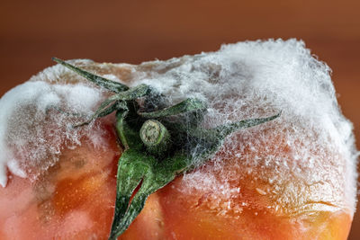 Close-up of ice cream over white background