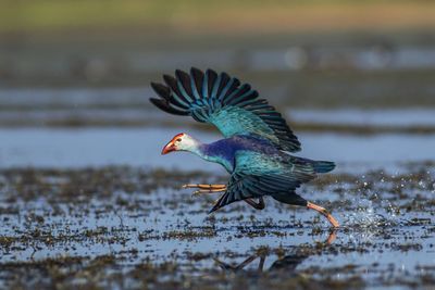 Bird flying over lake