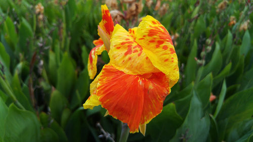 Close-up of orange rose flower