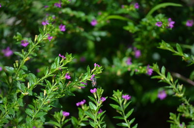 Close-up of pink flowering plants