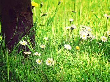 White flowers blooming on grassy field