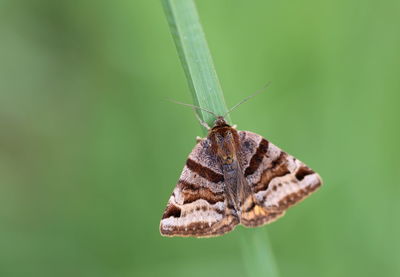 Close-up of butterfly on leaf
