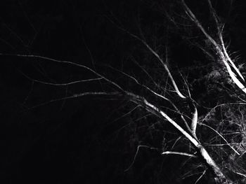 Low angle view of bare trees at night