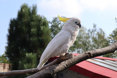 Low angle view of bird perching on tree against sky