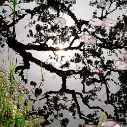 Low angle view of flowering tree against sky