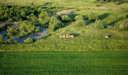 Scenic view of grassy field