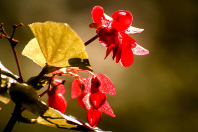 Close-up of red hibiscus blooming outdoors