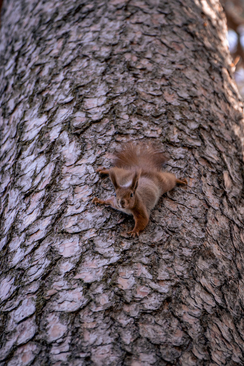 VIEW OF A TREE TRUNK