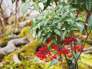 Close-up of berries growing on tree