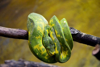 Close-up of lizard on tree