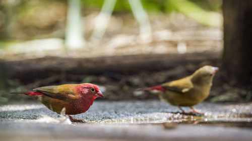 Close-up of birds perching on leaf