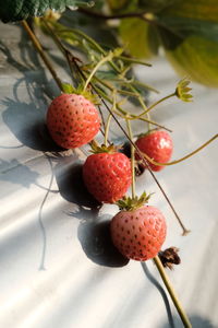High angle view of strawberries on plant