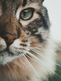 Close-up portrait of cat