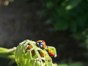 Close-up of insect on plant