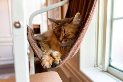 Cat relaxing on chair at home