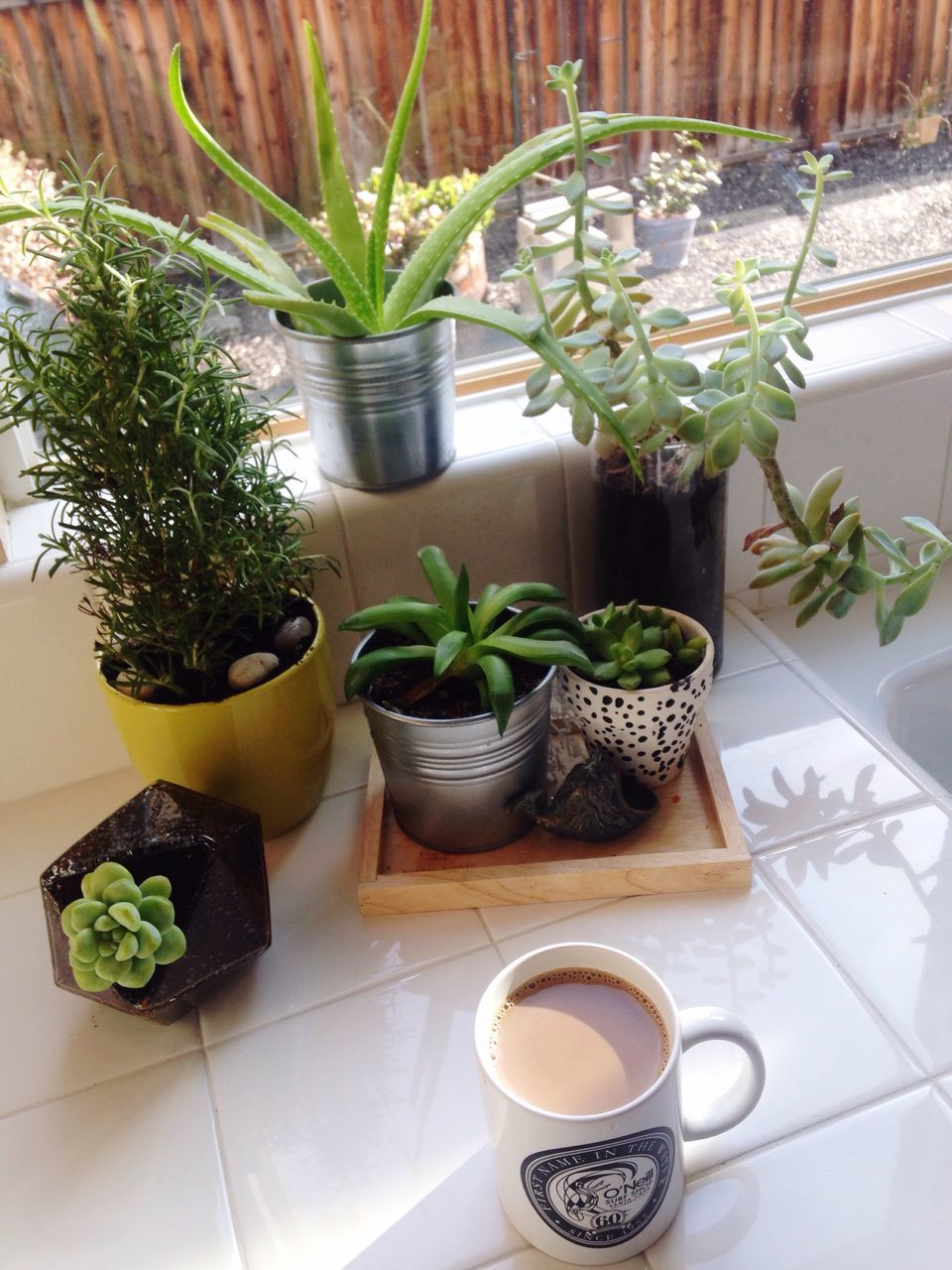 indoors, table, potted plant, plant, high angle view, vase, growth, leaf, flower pot, still life, freshness, flower, green color, food and drink, arrangement, no people, decoration, plate, pot plant, variation