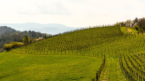 Scenic view of vineyard against sky