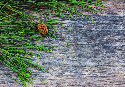 High angle view of dry leaves on tree trunk