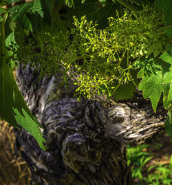 Close-up of tree trunk on field