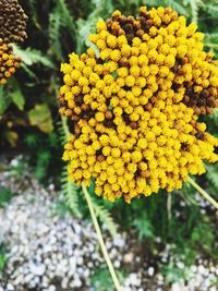 Close-up of yellow flowers