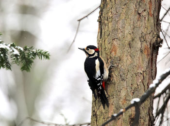 Spotted woodpecker perching on tree trunk in winter looking around