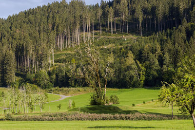 Scenic view of trees on field