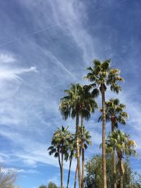 Low angle view of palm trees against sky