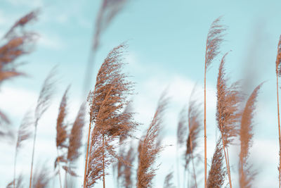 Close-up of wheat growing on field against sky