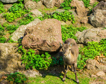 High angle view of animal on rock