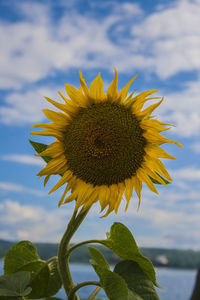 Close-up of sunflower against sky