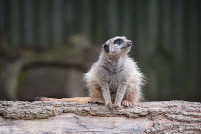 Close-up of meerkat on wood