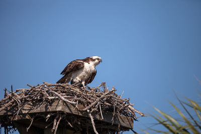 Male osprey bird pandion haliaetus in a nest high above the myakka river in sarasota, florida.