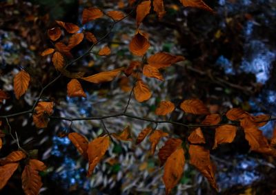 Close-up of autumnal leaves on tree